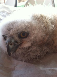 phx sux baby owl arizona wildlife 2