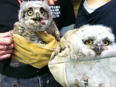 phx sux baby owl arizona wildlife